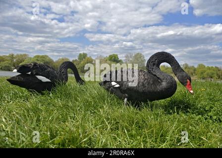 Vinnytsia, Ukraine. 21. Dezember 2022. VINNYTSIA, UKRAINE - 09. MAI 2023 - Ein Paar schwarze Schwäne, die sich an einem der Strände der Stadt am Pivdennyi Buh River, Vinnytsia, westlich der zentralen Ukraine niedergelassen haben. Kredit: Ukrinform/Alamy Live News Stockfoto