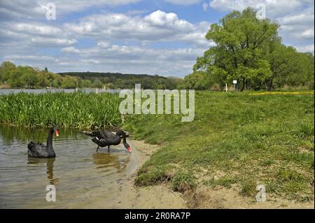Vinnytsia, Ukraine. 21. Dezember 2022. VINNYTSIA, UKRAINE - 09. MAI 2023 - Ein Paar schwarze Schwäne, die sich an einem der Strände der Stadt am Pivdennyi Buh River, Vinnytsia, westlich der zentralen Ukraine niedergelassen haben. Kredit: Ukrinform/Alamy Live News Stockfoto