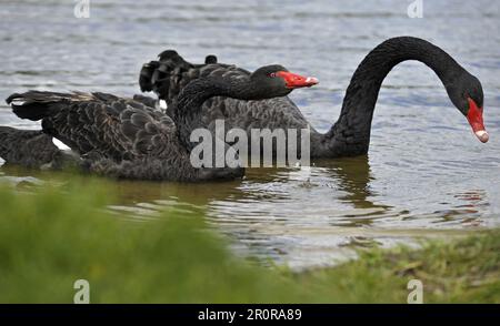 Vinnytsia, Ukraine. 21. Dezember 2022. VINNYTSIA, UKRAINE - 09. MAI 2023 - Ein Paar schwarze Schwäne, die sich an einem der Strände der Stadt am Pivdennyi Buh River, Vinnytsia, westlich der zentralen Ukraine niedergelassen haben. Kredit: Ukrinform/Alamy Live News Stockfoto