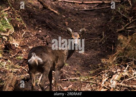 Ein Roe Deer, der durch das Beacon Wood in Penrith Cumbria läuft Stockfoto