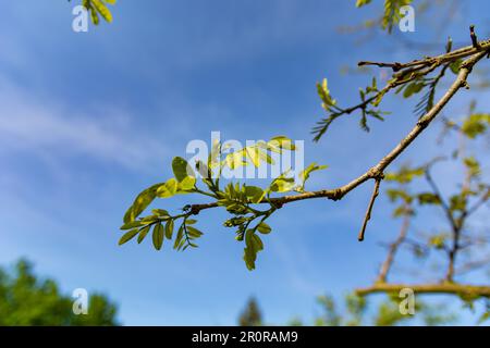 Ein junger Zweig eines Johannisbrotbaums mit frischen Blättern und Knospen am Rande der Blüte an einem Frühlingstag in der Natur. Nahaufnahme mit selektivem Fokus Stockfoto