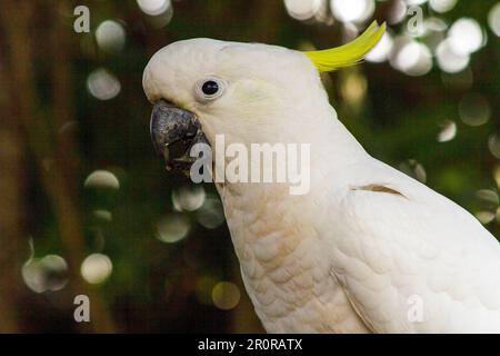 8. Mai 2023, Sydney, New South Wales, Australien: Close ''“ up of Sulphur-Crested Cockatoo (Cacatua galerita) in Sydney, New South Wales, Australien. Der Kakadu mit Schwefelkammmuscheln ist ein relativ großer weißer Kakadu mit einem spektakulären gelben Wappen und dunklem Schirm. Sie findet sich in bewaldeten Lebensräumen in Australien, Neuguinea und einigen indonesischen Inseln. Schwertkakadus haben mehrere Unterarten wie Lesser, Medium und Greater Sulphur Crested Cockatoo; alle gehören zur selben Gattung (Cacatua) und Phylum. Da alle Unterarten von Sulphur-Crested-Kakadus sehr ähnlich aussehen, sind sie es Stockfoto