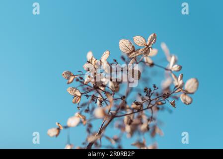 Verblasste Blüten der Hortensia-Blüten auf klarem blauem Himmelshintergrund Stockfoto