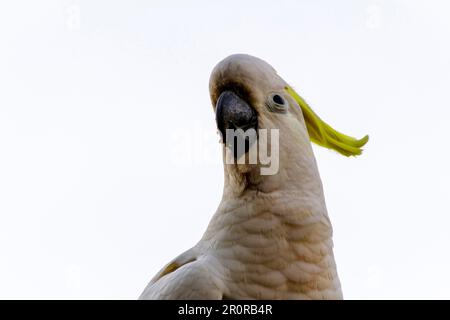 8. Mai 2023, Sydney, New South Wales, Australien: Close ''“ up of Sulphur-Crested Cockatoo (Cacatua galerita) in Sydney, New South Wales, Australien. Der Kakadu mit Schwefelkammmuscheln ist ein relativ großer weißer Kakadu mit einem spektakulären gelben Wappen und dunklem Schirm. Sie findet sich in bewaldeten Lebensräumen in Australien, Neuguinea und einigen indonesischen Inseln. Schwertkakadus haben mehrere Unterarten wie Lesser, Medium und Greater Sulphur Crested Cockatoo; alle gehören zur selben Gattung (Cacatua) und Phylum. Da alle Unterarten von Sulphur-Crested-Kakadus sehr ähnlich aussehen, sind sie es Stockfoto