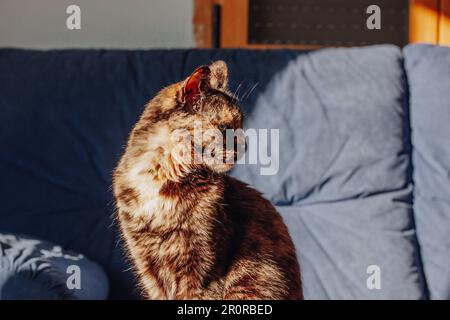 Hausschildkröte-Katze sitzt im Sonnenlicht auf dem blauen Sofabett zu Hause und schaut nach rechts. Ein Haustier denkt oder träumt. Dreifarbige schwarze Kätzchen Res Stockfoto