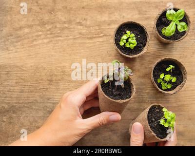 Draufsicht auf Basilikumkeimlinge in Torftöpfen auf Holztisch. Die Frau hält grüne Pflanzen in der Hand. Vorbereitung für den Gartenbau im Frühjahr. Stockfoto