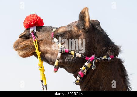 Ein dekoriertes Kamel auf der Pushkar Camel Fair, Pushkar, Rajasthan, Indien Stockfoto