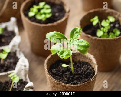 Basilikumkeimlinge in biologisch abbaubaren Töpfen auf Holztischen. Grünpflanzen in Torftöpfen. Bereiten Sie kleine Pflanzen für die Frühjahrssaison des Gartenbaus vor. Stockfoto
