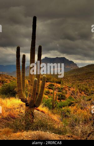 Saguarokaktus in der winterlichen Wüste Arizonas Stockfoto