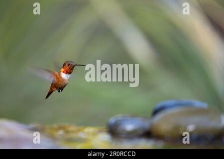 Ein Kolibri (Selasphorus Sasin) eines männlichen Allen im Flug zeigt seinen Gorget und landet, um sich selbst zu baden. Stockfoto