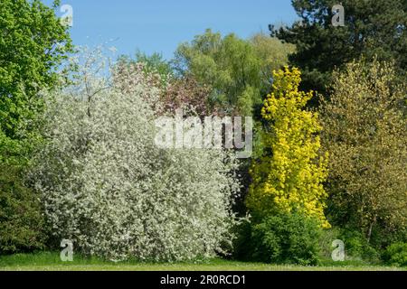 Frühling, Garten, Landschaft, Weiß, Gelb, Farbe, Ahorn, Acer negundo „Kellys Gold“, Kirschbaum-Boxelder Stockfoto