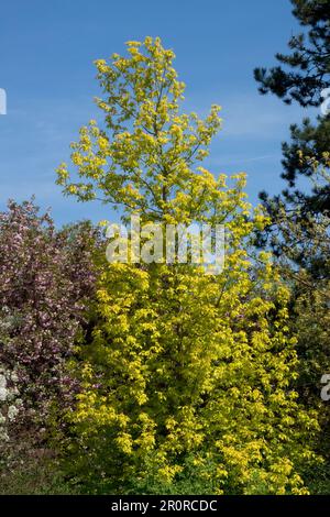 Ahornholz, Ahornholz, Ahornholz, Ahornholz, Frühling, Garten, Boxelder, Laubholz, Ahorn, Baum, Acer negundo „Kellys Gold“ Stockfoto