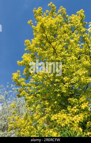 Acer negundo 'Kellys Gold', Baum Stockfoto