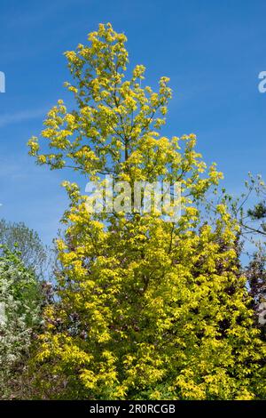 Acer 'Kellys Gold', Manitoba Maple Tree, Boxelder, Maple, Spring, Farbe Stockfoto