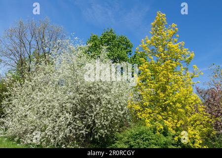 Frühling, Farbe, Garten, malerisch, Ahornholz, Kirschbaum, Laubbaum, Ahorn, Acer negundo „Kellys Gold“ Stockfoto