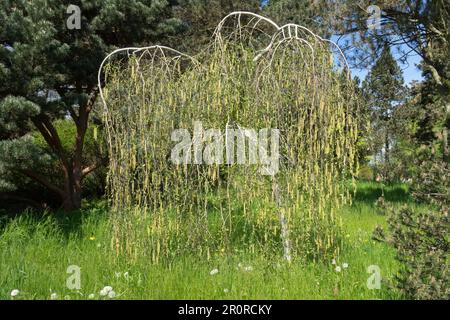 Betula utilis var. Jacquemontii, weinende Himalaya-Birke, Betula „Long Trunk“, weinende Himalaya-Birke, Frühling, Baum, Garten Stockfoto