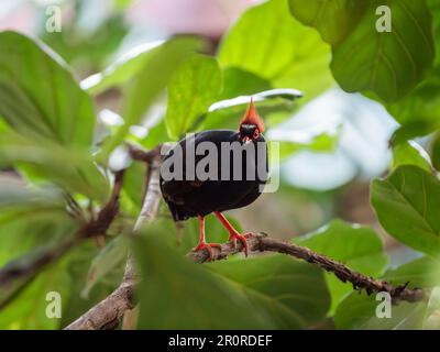 Porträt von Crested Rebhuhn oder Rollulus Rouloul in voller Länge. Vogel auch bekannt als Roul-Roul, Rotkronen-Rebhuhn, grüne Holzwachtel. Stockfoto