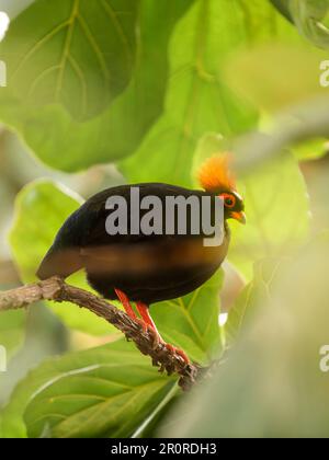 Porträt von Crested Rebhuhn oder Rollulus Rouloul in voller Länge. Vogel auch bekannt als Roul-Roul, Rotkronen-Rebhuhn, grüne Holzwachtel. Stockfoto