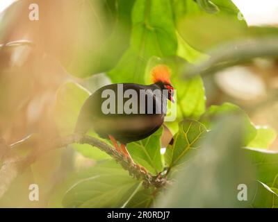 Porträt von Crested Rebhuhn oder Rollulus Rouloul in voller Länge. Vogel auch bekannt als Roul-Roul, Rotkronen-Rebhuhn, grüne Holzwachtel. Stockfoto