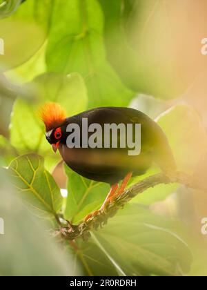 Porträt von Crested Rebhuhn oder Rollulus Rouloul in voller Länge. Vogel auch bekannt als Roul-Roul, Rotkronen-Rebhuhn, grüne Holzwachtel. Stockfoto