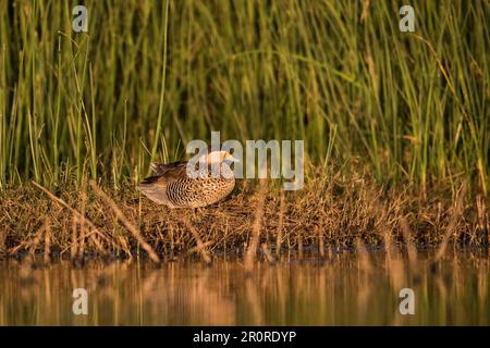 Silver Teal, Spatula Versicolor, La Pampa Province, Patagonia, Argentinien. Stockfoto