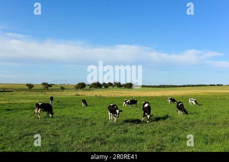 Rinder in der Landschaft von Pampas, Provinz La Pampa, Patagonien, Argentinien. Stockfoto