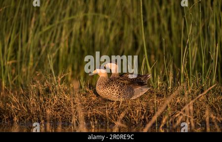 Silver Teal, Spatula Versicolor, La Pampa Province, Patagonia, Argentinien. Stockfoto