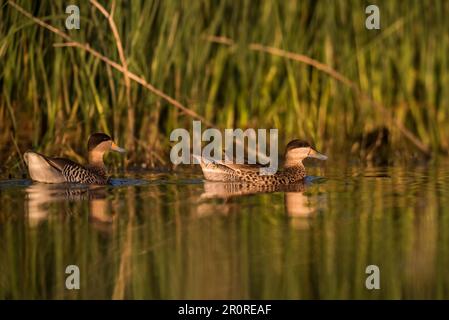 Silver Teal, Spatula Versicolor, La Pampa Province, Patagonia, Argentinien. Stockfoto