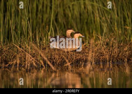 Silver Teal, Spatula Versicolor, La Pampa Province, Patagonia, Argentinien. Stockfoto