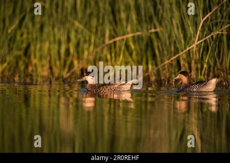 Silver Teal, Spatula Versicolor, La Pampa Province, Patagonia, Argentinien. Stockfoto