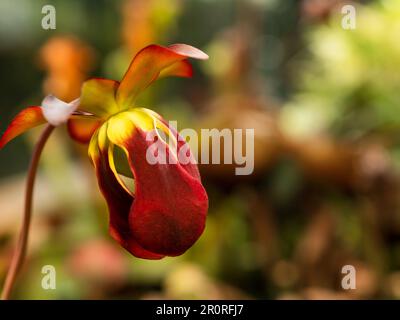 Sarracenia rubra, auch bekannt als süße Pitcherplant. Nahaufnahme der violetten Pitcherplant, einer leuchtend fleischfressenden Pflanze. Stockfoto