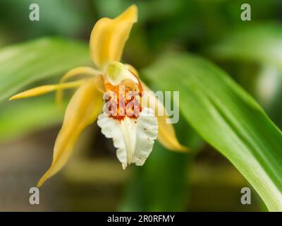 Nahaufnahme des blühenden Coelogyne lawrenceana. Wunderschöne Orchidee mit weißen und gelben Blütenblättern, die in Vietnam endemisch ist. Stockfoto