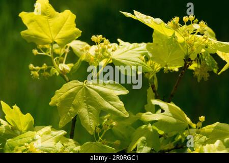 Field Maple, Acer Campestre, Field Maple Leaf, Flower Stockfoto