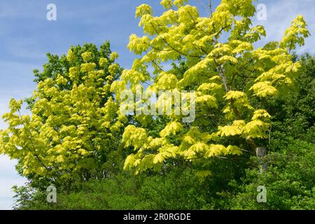 Norwegen Ahorn, Bäume, Acer platanoides „Princeton Gold“, Gelb, Ahorn, Frühling, Wetter, Garten Stockfoto