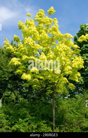 Norwegen Ahornbaum im Garten Frühlingsfarbe Acer platanoides „Princeton Gold“ wunderschöner Kultivar Stockfoto