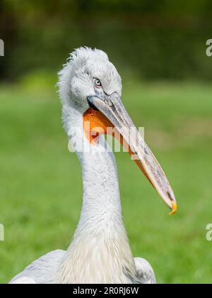 Nahaufnahme des dalmatinischen Pelikans oder Pelecanus crispus. Der große weiße Vogel steht auf dem Gras. Sommersonnenlicht. Stockfoto