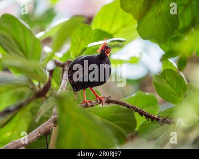 Porträt von Crested Rebhuhn oder Rollulus Rouloul in voller Länge. Vogel auch bekannt als Roul-Roul, Rotkronen-Rebhuhn, grüne Holzwachtel. Stockfoto