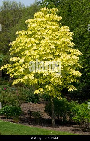Aesculus hippocastanum Baum, einzigartige Frühlingsfarbe Aesculus hippocastanum 'Wisselink' Aesculus Baum Pferdekastanienbaum Stockfoto
