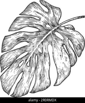 Monstera Palmenblatt, Handgezeichnete Pudelvektordarstellung. Zeichnung Im Skizzenstil Mit Tropischem Blumenmotiv Isoliert Stock Vektor