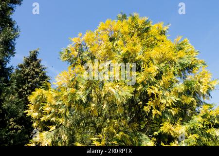 Räucherzeder Calocedrus decurrens Aureovariegata, Golden, Baum Stockfoto