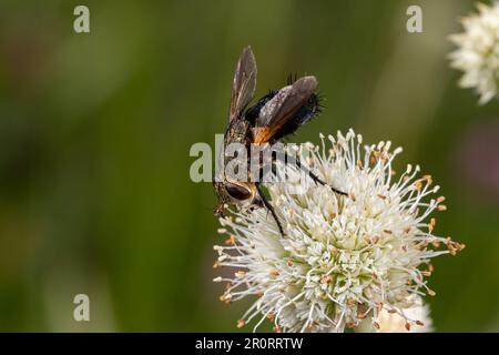 Tachinid Fly Archytas auf Klapperschlange Meister Wildblume. Konzept des Insekten- und Wildtierschutzes, der natürlichen Schädlingsbekämpfung und des Fleisches im Hinterhof Stockfoto