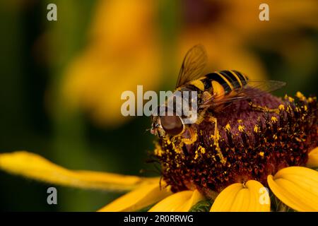 Die Drohne fliegt auf gelber Blume. Insekten- und Wildtierschutz, Lebensraumschutz und Blumengarten-Konzept im Garten. Stockfoto