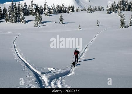 Eine Frau auf dem Lande, die unter Broken Top Mountain in Zentral-Oregon Ski fährt. Stockfoto
