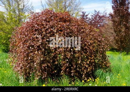 Fagus sylvatica „Purpurea Pendula“, Europäische Buche, Habitus Stockfoto