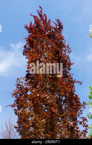 Europäischer Buche, Fagus sylvatica 'Dawyck Purple', Rot, Habitus, Buche Stockfoto