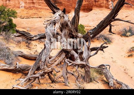 Verwitterter alter pinon-pinienbaum; Wanderweg zum Landscape Arch; Arches-Nationalpark; Utah; USA Stockfoto