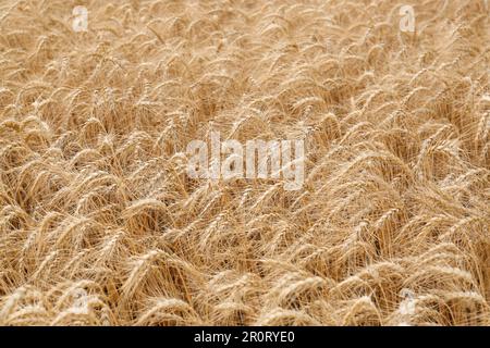 Wunderschöner Blick auf das landwirtschaftliche Feld mit reifen Weizenspitzen Stockfoto