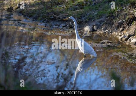 Grande Aigrette (Ardea alba) im Frühling Stockfoto