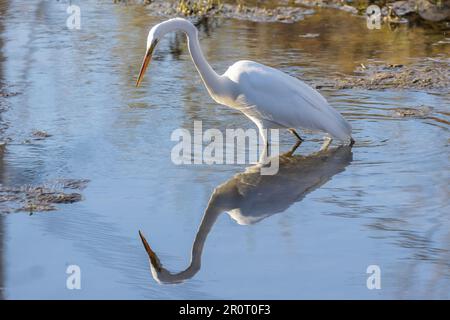 Grande Aigrette (Ardea alba) im Frühling Stockfoto