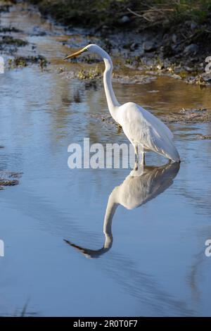 Grande Aigrette (Ardea alba) im Frühling Stockfoto
